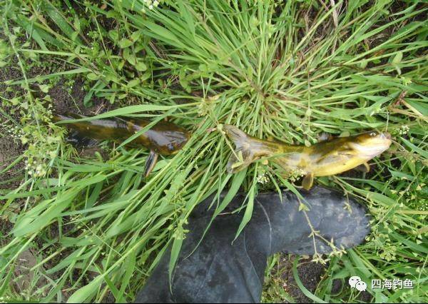 钓鱼技巧 为什么天气好却没口 这就是原因 腾讯新闻