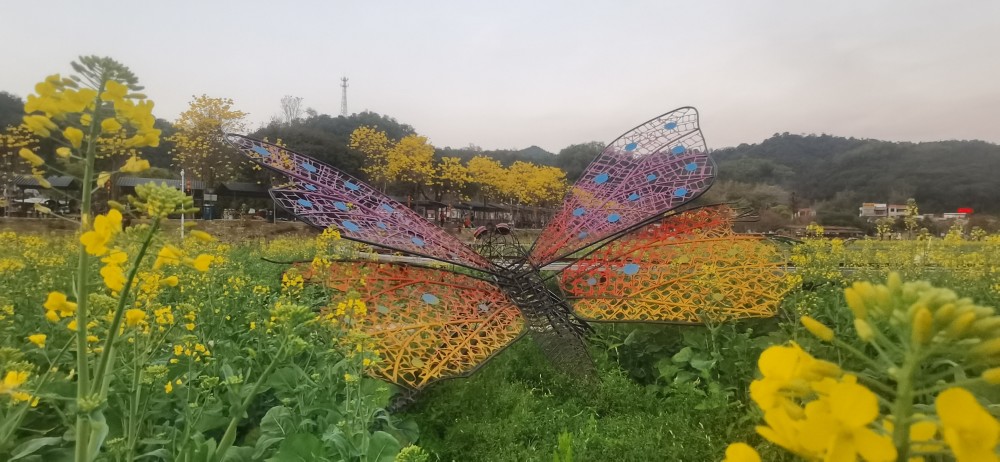 遍地金黄 花都百亩油菜花盛放 腾讯新闻