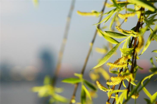早春柳花黄7首：春风吹柳柳丝黄，雀啄江头黄柳花_腾讯新闻
