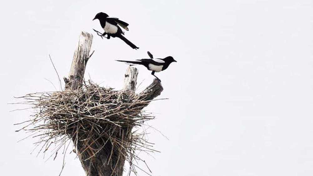 喜鹊|吃麻雀、杀兔子、揍老鹰，“吉祥鸟”喜鹊为什么不受人们待见了？