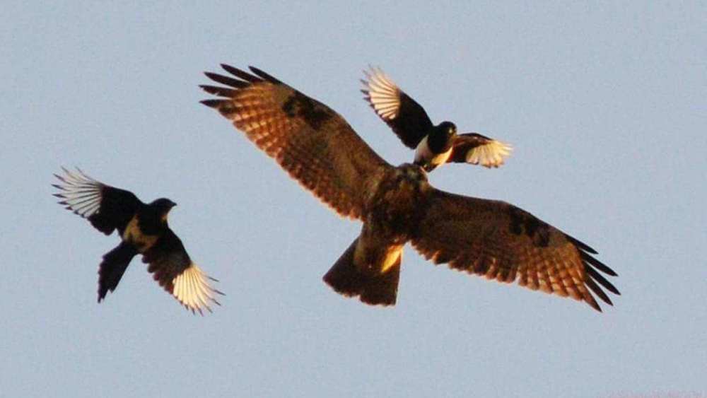 喜鹊|吃麻雀、杀兔子、揍老鹰，“吉祥鸟”喜鹊为什么不受人们待见了？