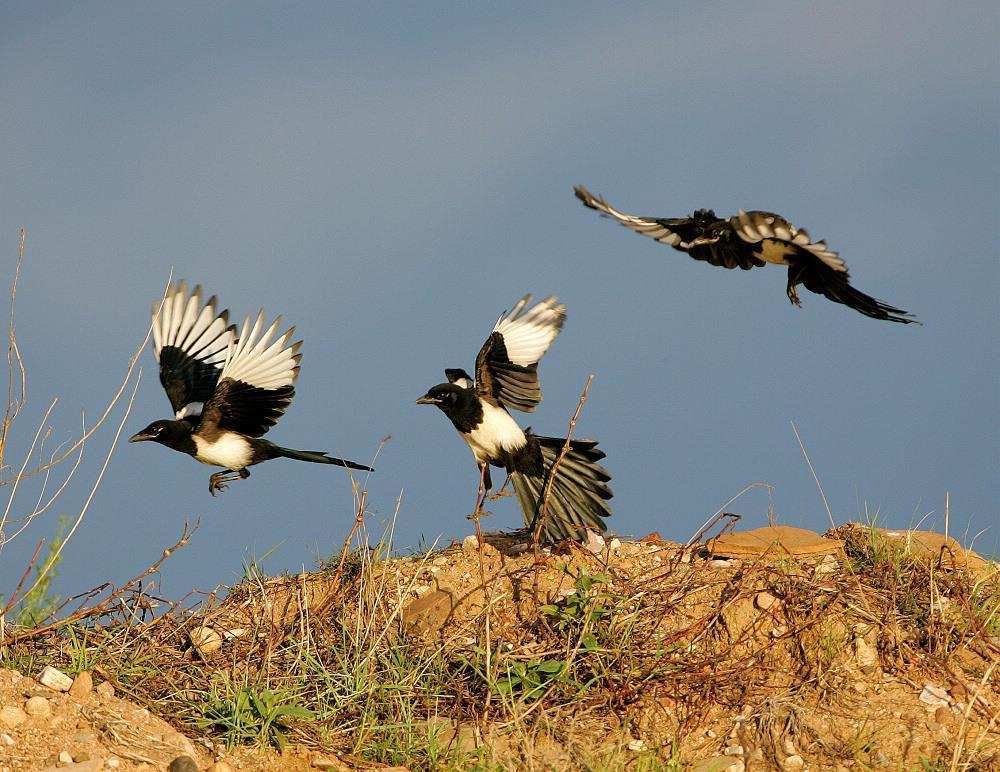 喜鹊|吃麻雀、杀兔子、揍老鹰，“吉祥鸟”喜鹊为什么不受人们待见了？