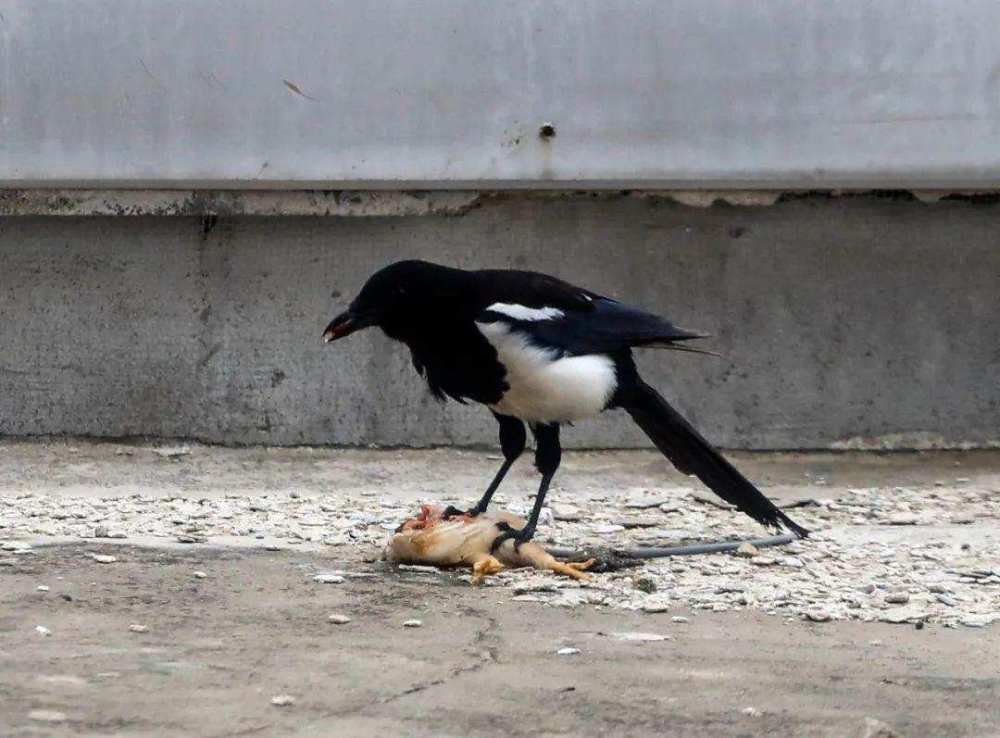 喜鹊|吃麻雀、杀兔子、揍老鹰，“吉祥鸟”喜鹊为什么不受人们待见了？