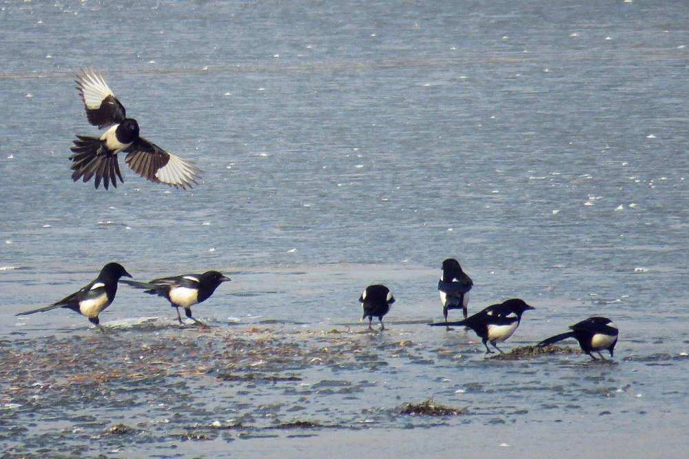 喜鹊|吃麻雀、杀兔子、揍老鹰，“吉祥鸟”喜鹊为什么不受人们待见了？