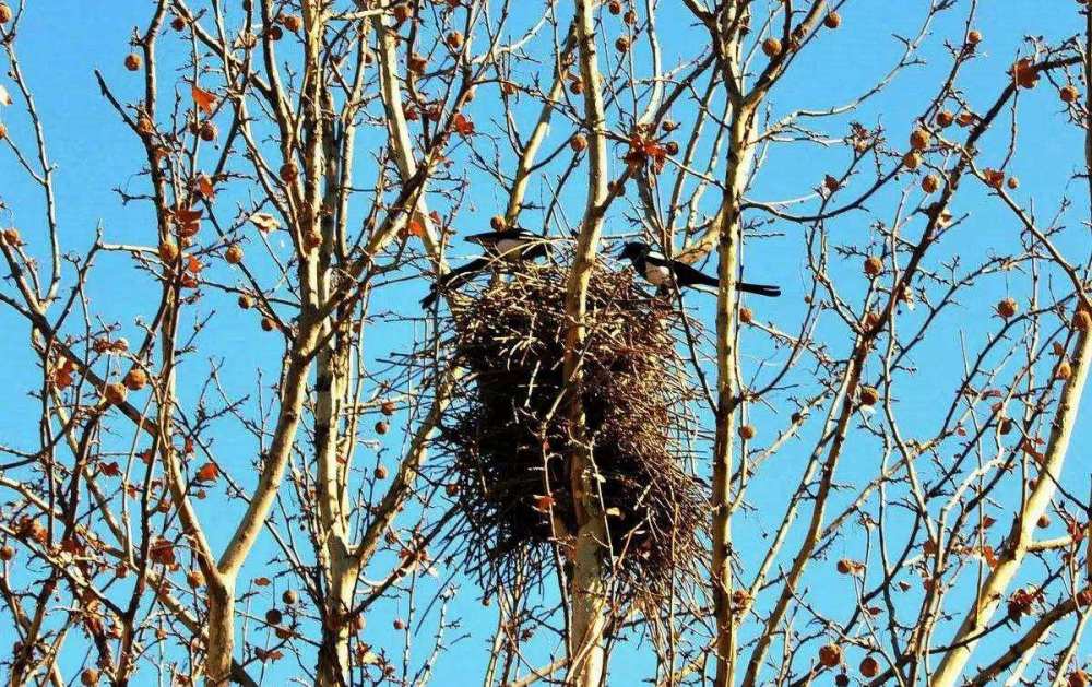 喜鹊|吃麻雀、杀兔子、揍老鹰，“吉祥鸟”喜鹊为什么不受人们待见了？