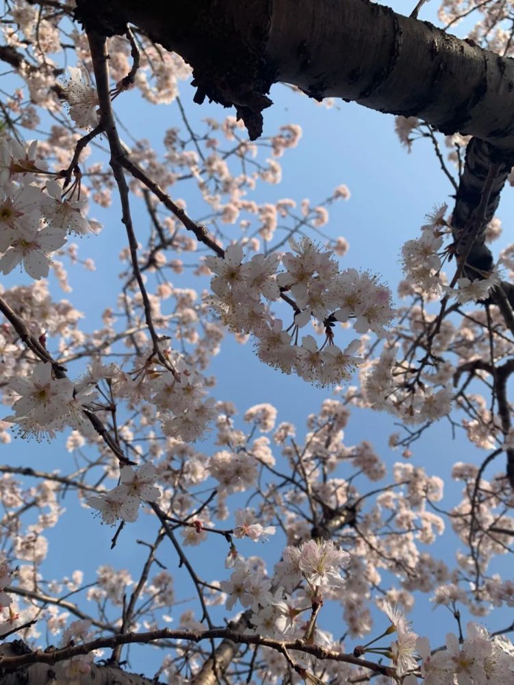 梅花 玉兰 樱花 武汉两个春天的花一起开了 腾讯新闻