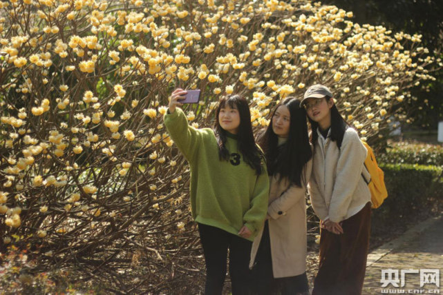 江西修水 花开景色鲜游客争赏春 邓冬 公园 李花 九江 修水县 江西