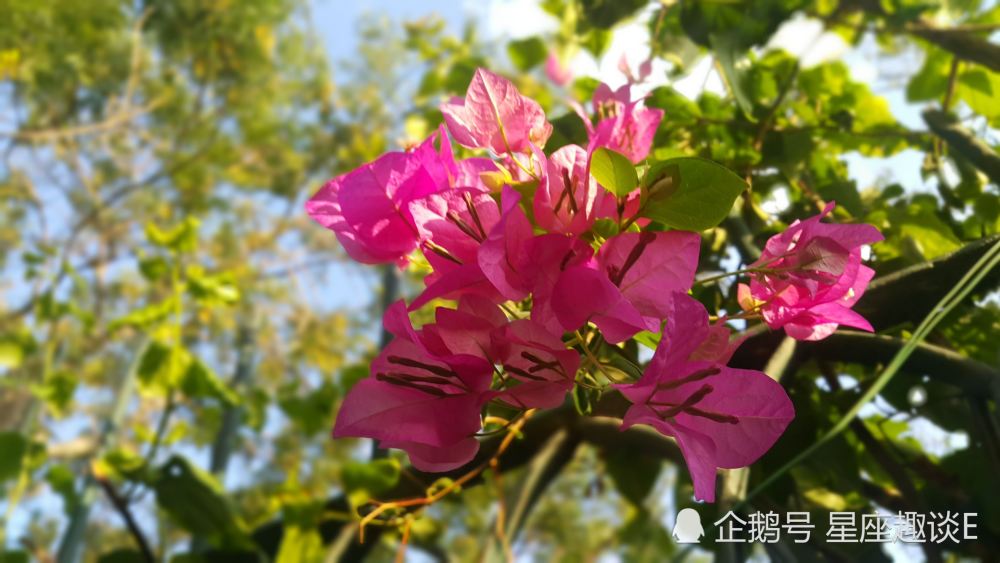 2月日星座运势 水涨船高 气势如虹的四大星座 腾讯新闻