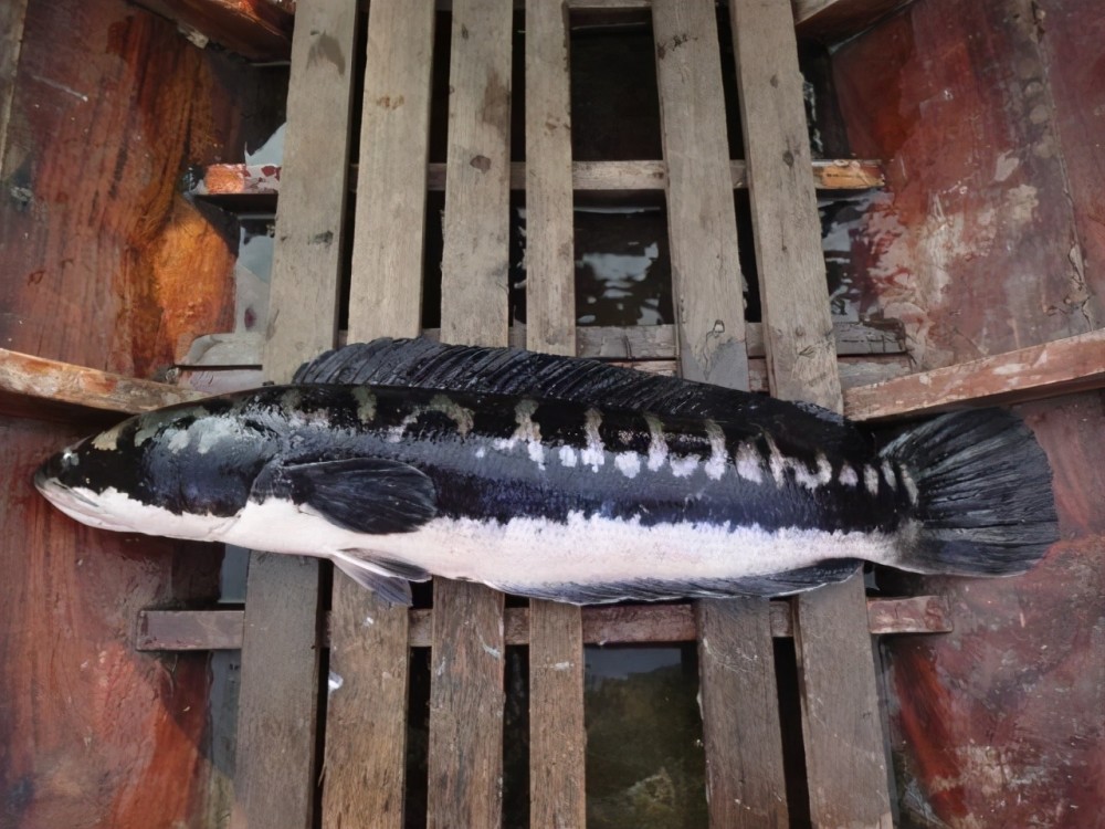 马来西亚钓鱼人的天堂—狡猾凶残的多曼鱼之习性篇