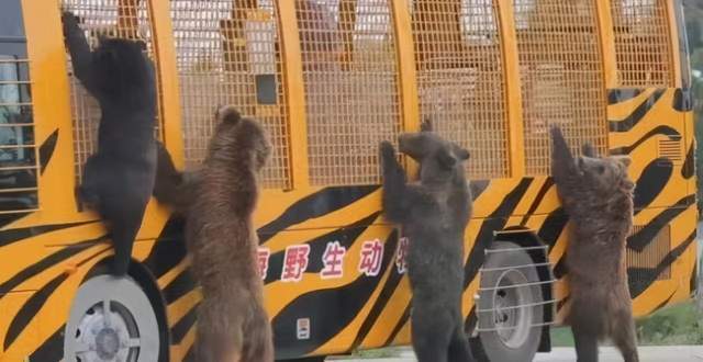 上海26歲飼養員被熊群咬死4個月後園區猛獸區已重新開放