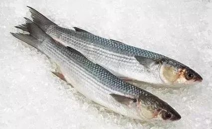 当初春的曙光开始照耀着大地,在万物复苏之际,蛰居一冬的梭鱼已经睡醒