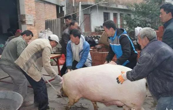 你在貴州吃過殺豬飯嗎