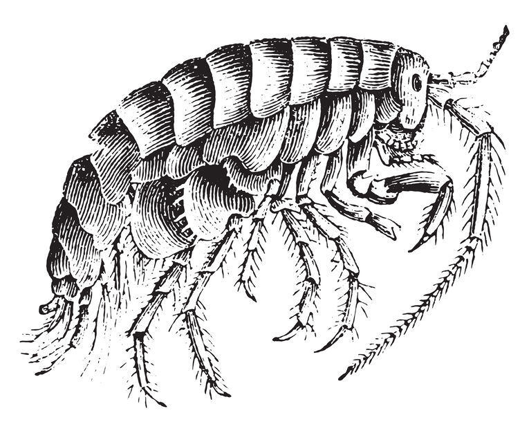 sheila patek|颠覆认知！片脚类动物的超强爪子让它的行进速度“几乎违背物理定律”