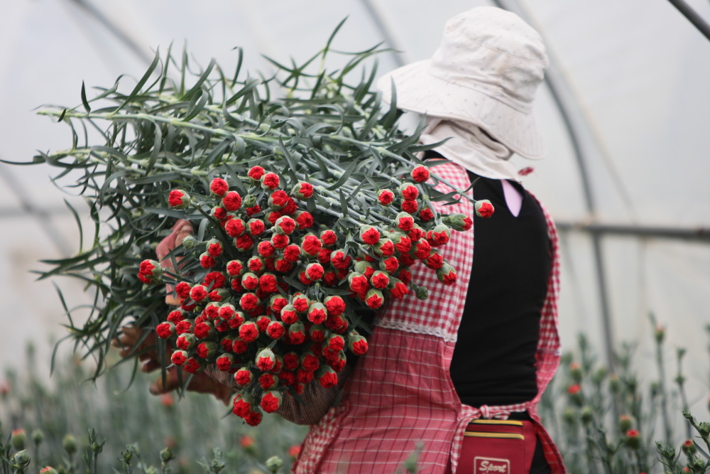 云南曲靖鲜花俏采摘忙