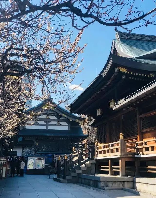 东京汤岛天满宫梅花香自苦寒来学子祈祷金榜题名的必到打卡之地