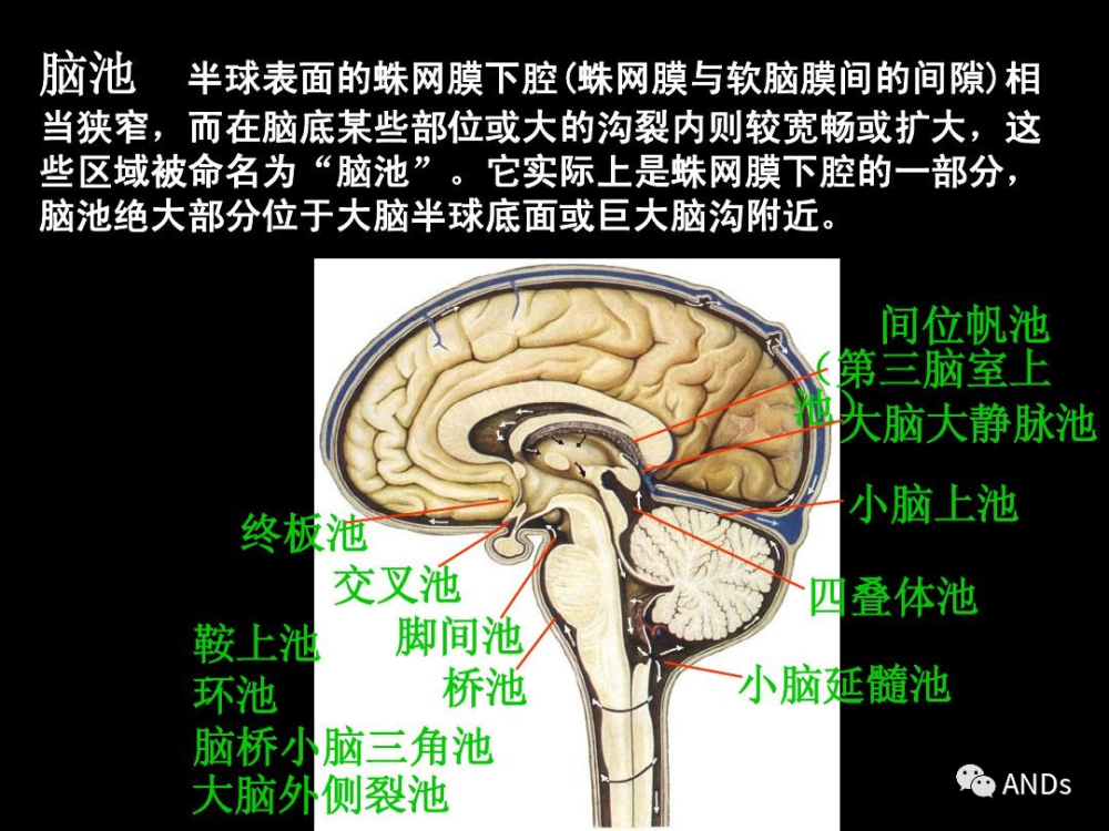 脑室系统 侧脑室 第三脑室 第四脑室(第五脑室 第六脑室 中脑水管