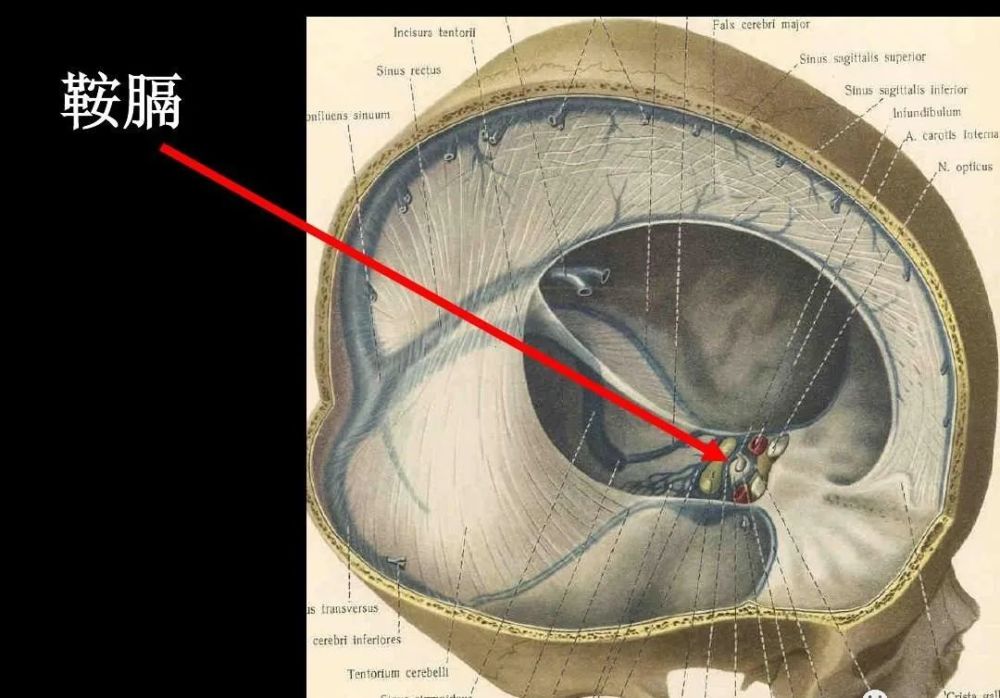 腦室/腦池/腦膜精細解剖圖譜_騰訊新聞