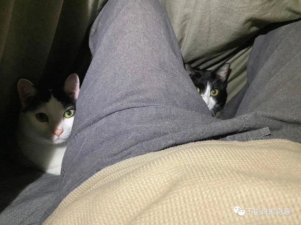 日本网友绘下和猫一起挤床铺的情景掀热潮 毫无地位却幸福感满满 腾讯新闻