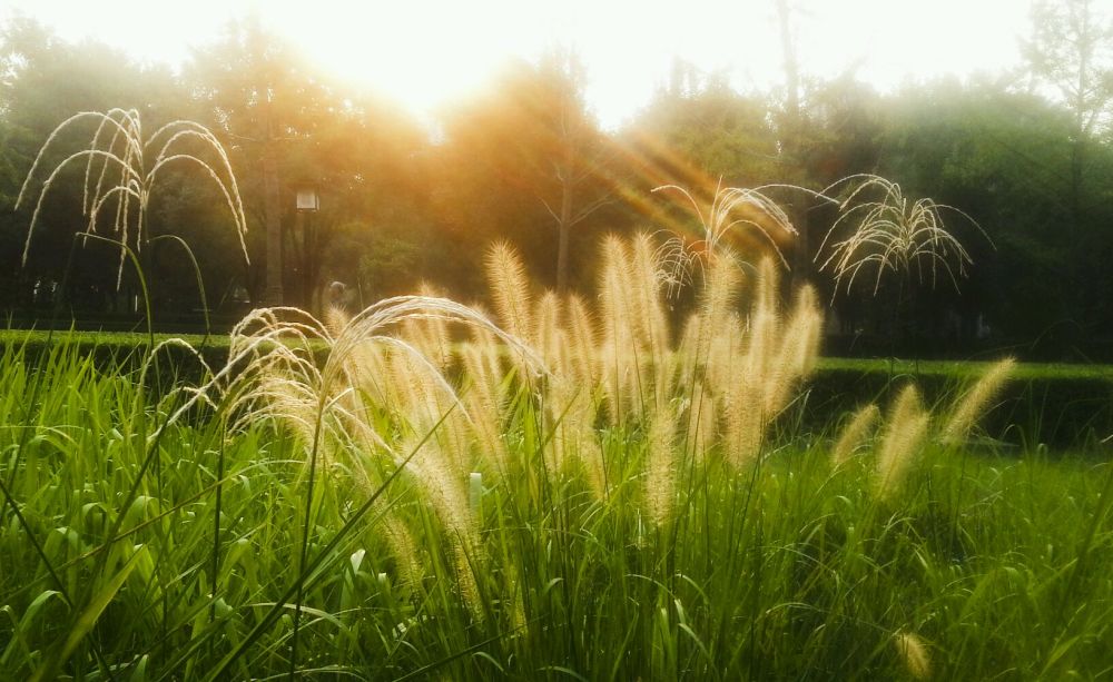 描写晨曦的句子_腾讯新闻