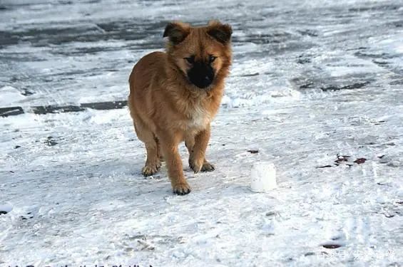 流浪狗雪中搖尾巴求救好心司機出手搭救不能無視生命