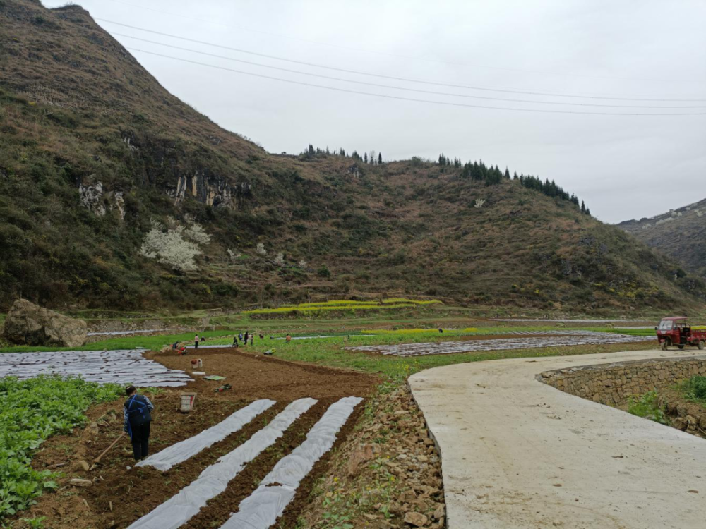 基地的农田因地势低洼,一到雨季就被雨水淹没,上百亩良田逐渐被荒废