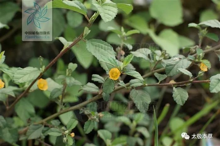 清热利湿,排脓止痛.用于治痈疖疔疮