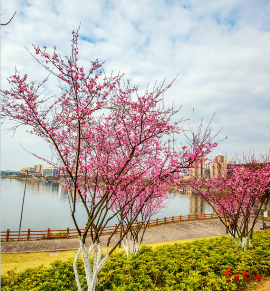 合川云门花海图片