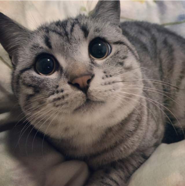 你家猫咪看你的时候眼睛变圆了吗 看到喜欢的人瞳孔会放大是真的 腾讯新闻