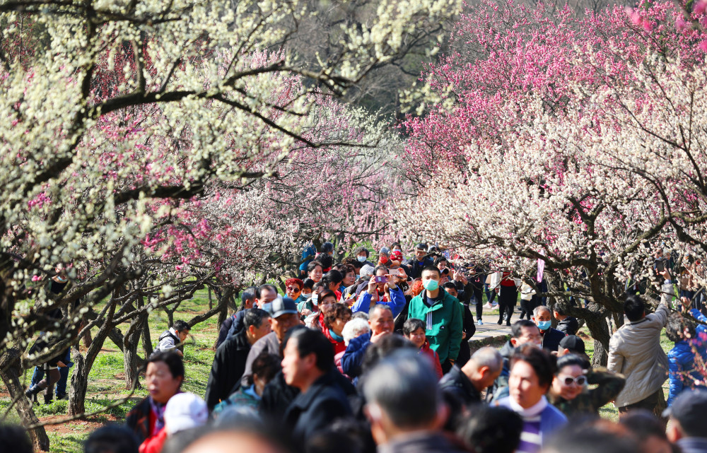 社会 南京国际梅花节开幕 腾讯新闻