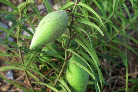 植株虽不高,但是价值高,目前120元1斤,可能你家乡就有,要珍惜