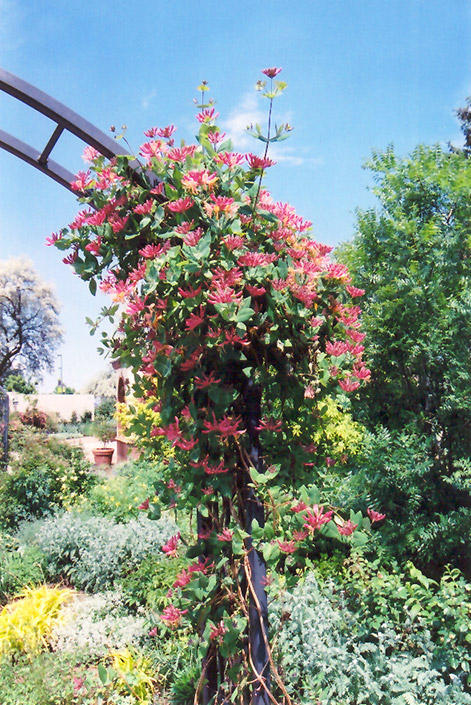 3,金银花它对环境不挑剔,在南北方的环境下都能存活,土壤里不需要有