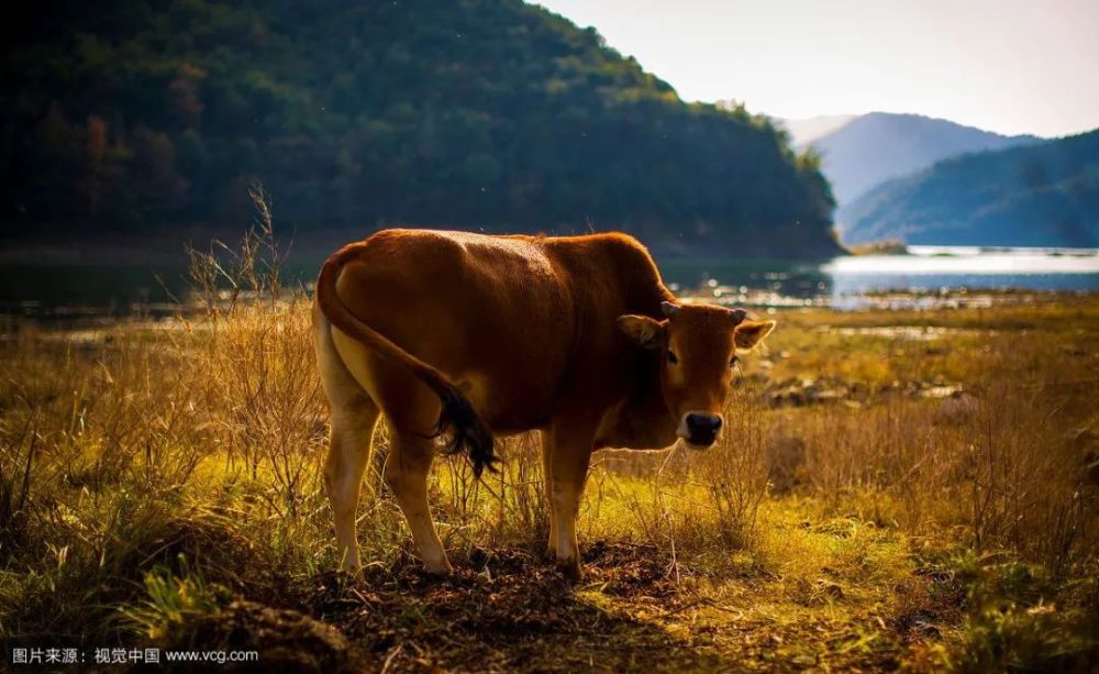 牛肉|牛，人见人爱敬业福～