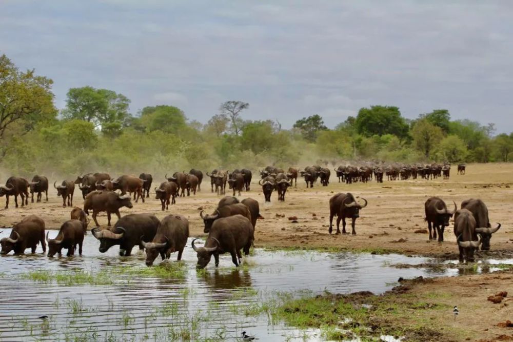 牛肉|牛，人见人爱敬业福～