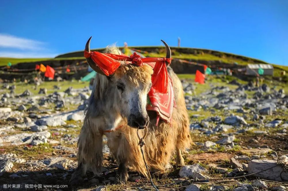 牛肉|牛，人见人爱敬业福～