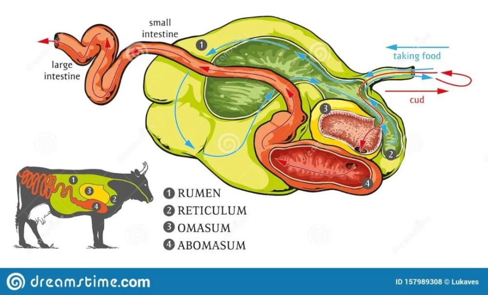 牛肉|牛，人见人爱敬业福～