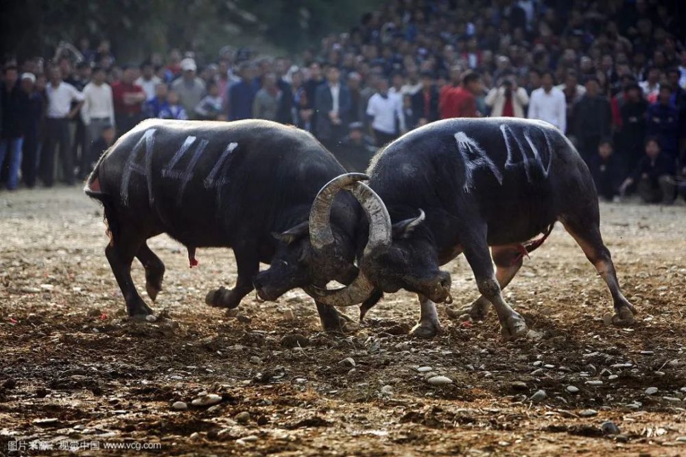 牛肉|牛，人见人爱敬业福～