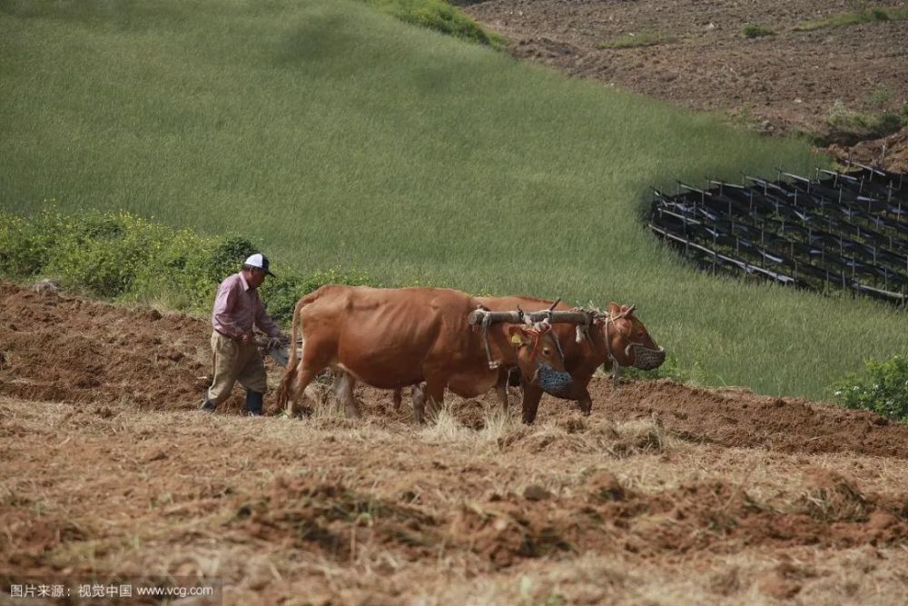 牛肉|牛，人见人爱敬业福～