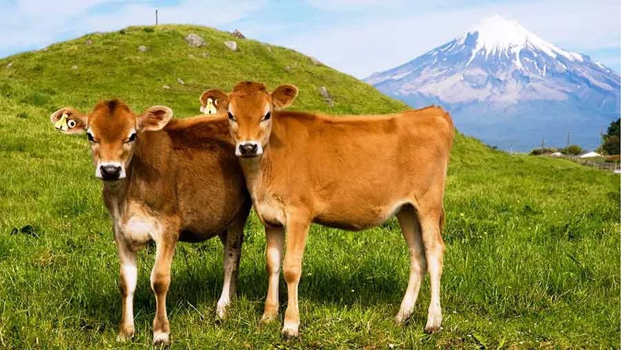 牛肉|牛，人见人爱敬业福～