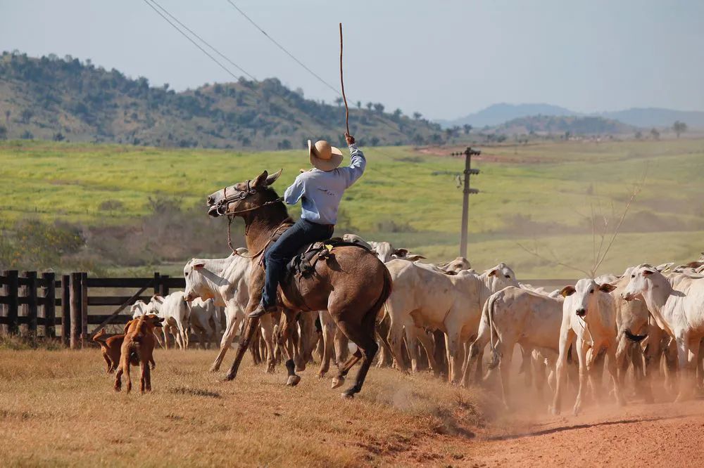 牛肉|牛，人见人爱敬业福～