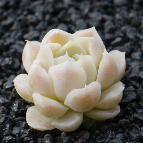 6款白色系多肉,高雅纯净养护简单,仙气十足谁见了都夸美!