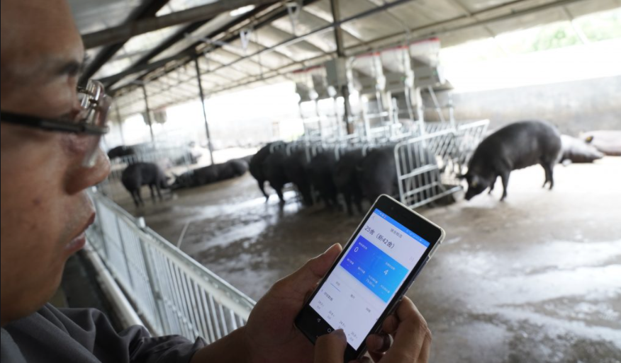 华为智慧养猪改做养猪生意华为智慧养猪方案曝光