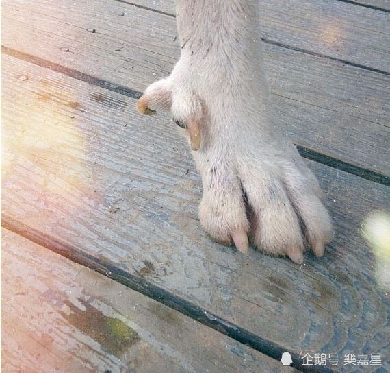 小狗的悬蹄(狼爪)