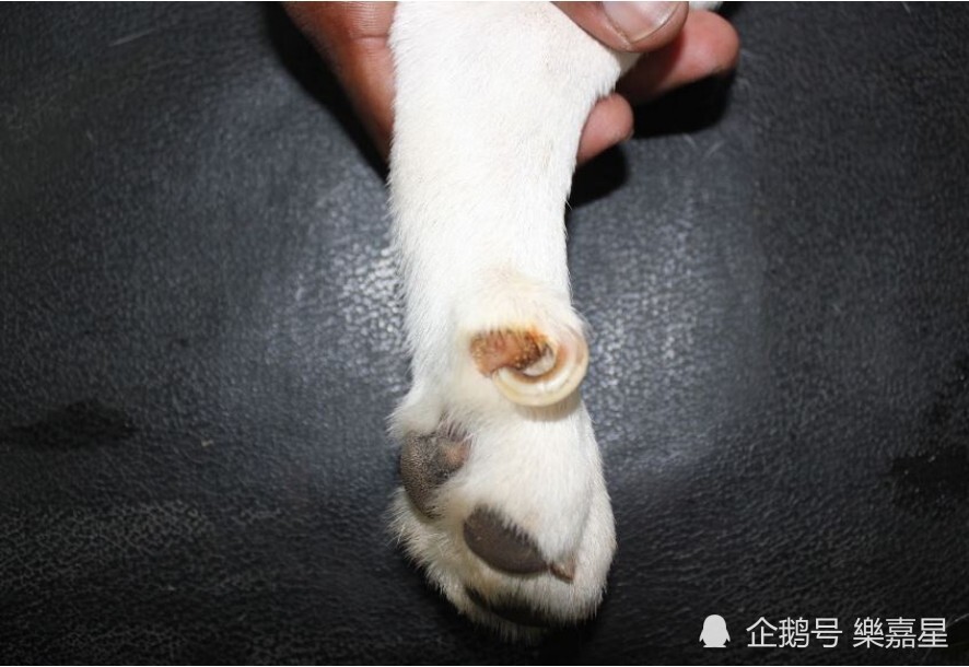 小狗的悬蹄 狼爪 腾讯新闻