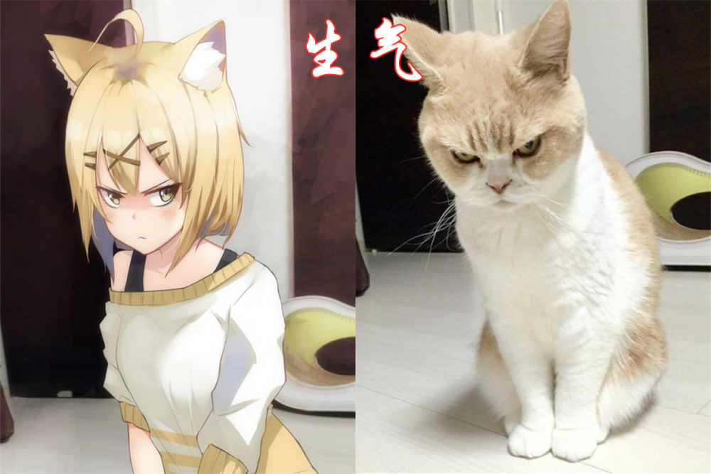 羡慕二次元别人家的猫咪卖萌傲娇会咬人我家三次元猫咪胖成球