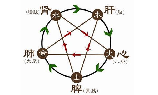 肝在消化系统的作用