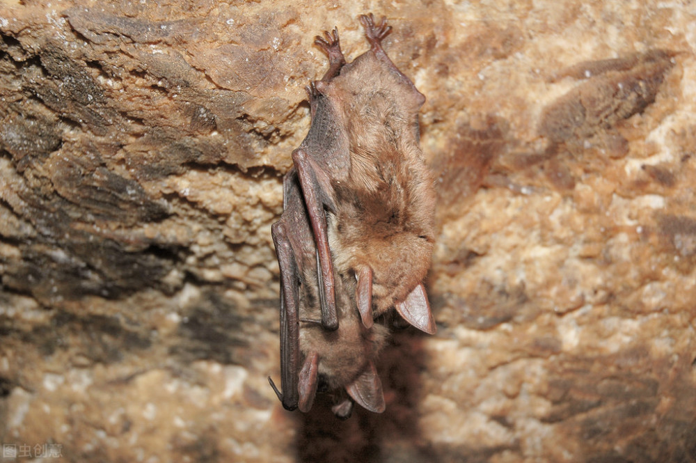 蝙蝠往往选择土缝,墙缝,山洞,树洞,屋檐和一些年久失修的旧房子等处