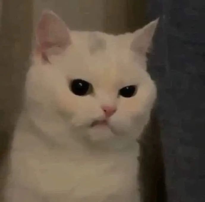 猫咪生气的小表情竟然有点可爱