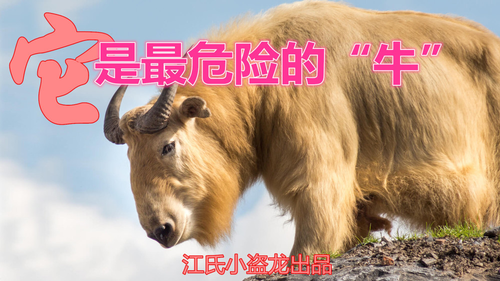 羚牛|牛年说牛：中国最危险的“牛”，其实不是牛！
