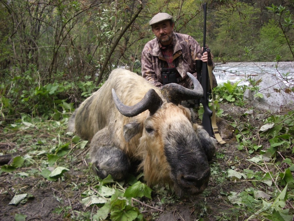 羚牛|牛年说牛：中国最危险的“牛”，其实不是牛！