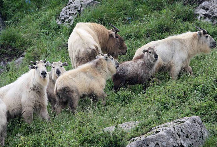 羚牛|牛年说牛：中国最危险的“牛”，其实不是牛！